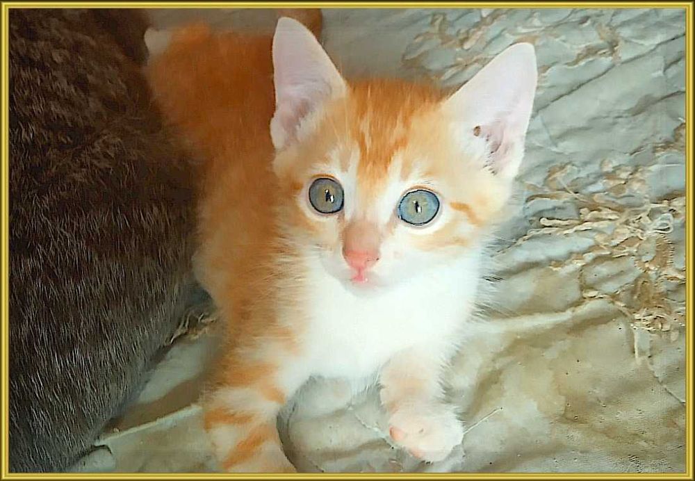 котята в хорошие руки