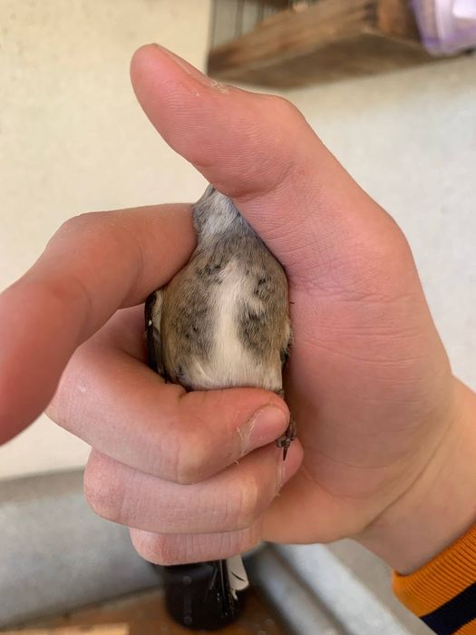 Сава Киргизия срочно сотилади