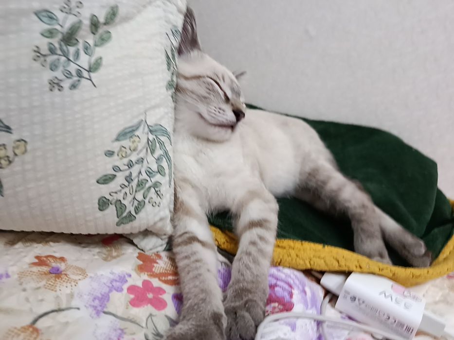 Котенок ищет дом