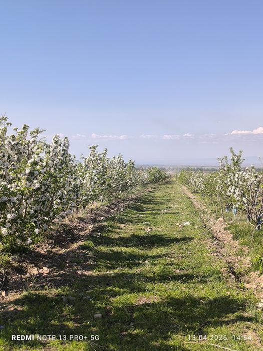 Продам сад 10 га