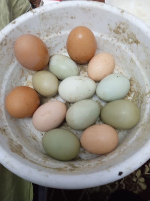 Кури чорные шахзода