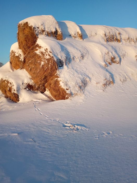 Продам сено в круглых тюках