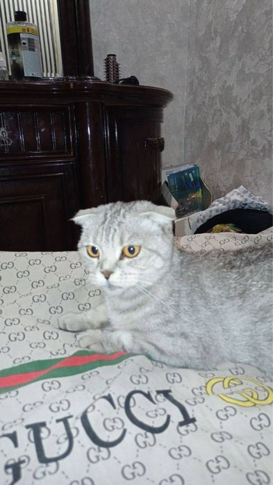 Mushuk skott garanti