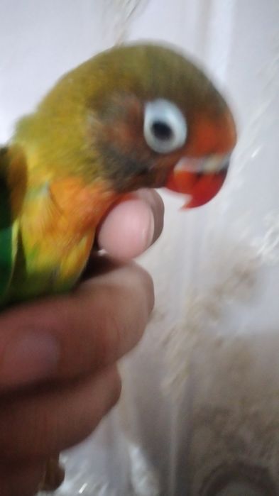 Ручной попугай неразлучник