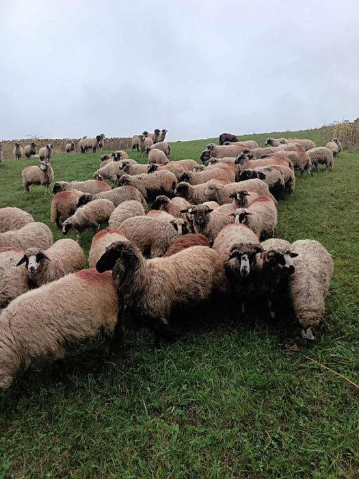 Vând oii bune de lapte
