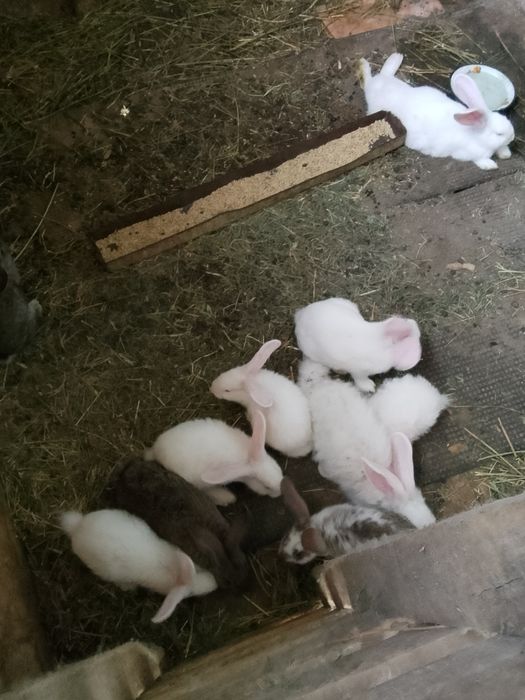 Продам крольчат 2- 3