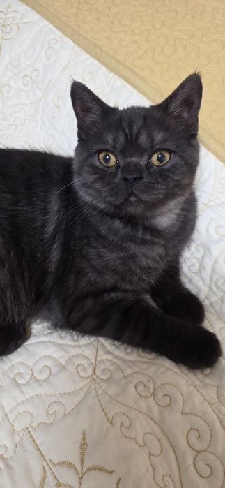 British shorthair