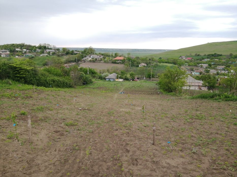 Teren intravilan 4336 m2 în Iepureni, com Movileni (20 km de Iași)