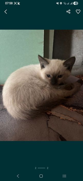 Отдам котят в добрые руки