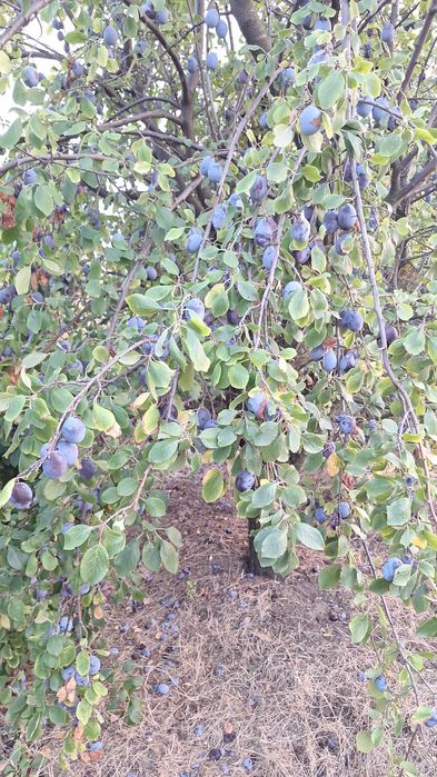 Prune pentru țuică – soi Tuleu Gras
