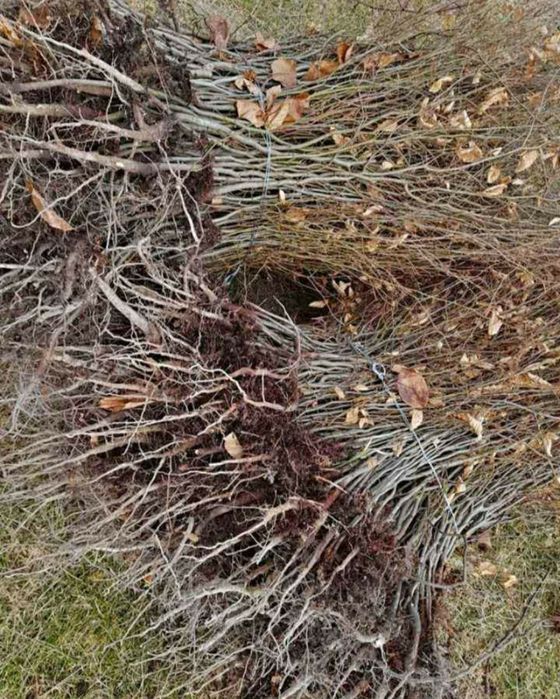 Puieți. Fag carpân frasân paltin tei plop brad pin molid mesteacăn sal