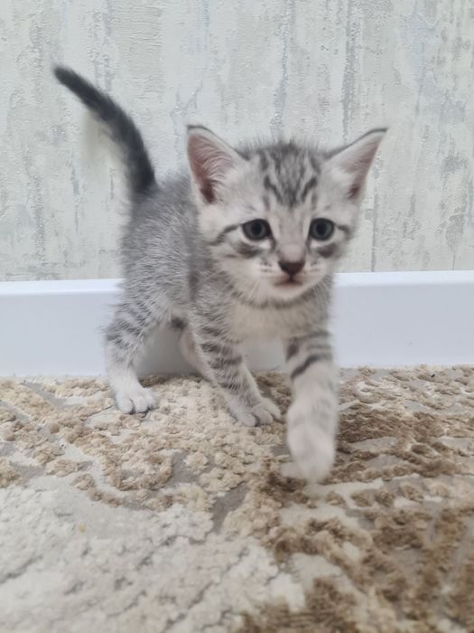 Котята маленькие