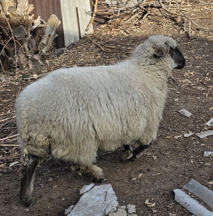 Продам жирного барана