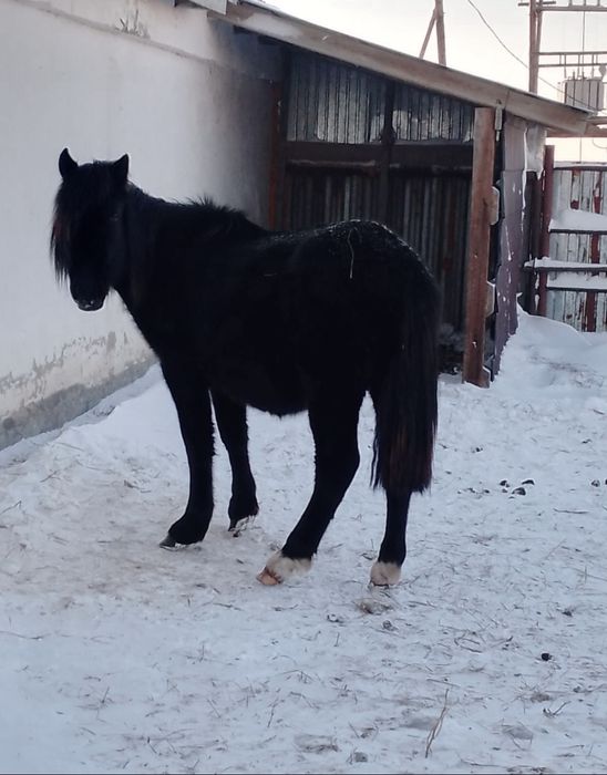 Продам лошадь кұнан 2-х летка