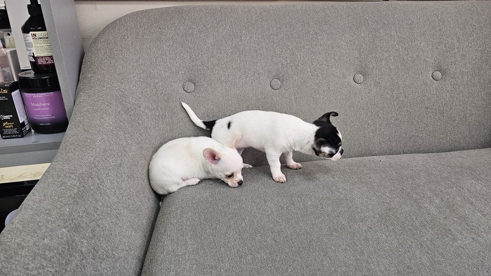 Мини Чихуахуа на 50 дни