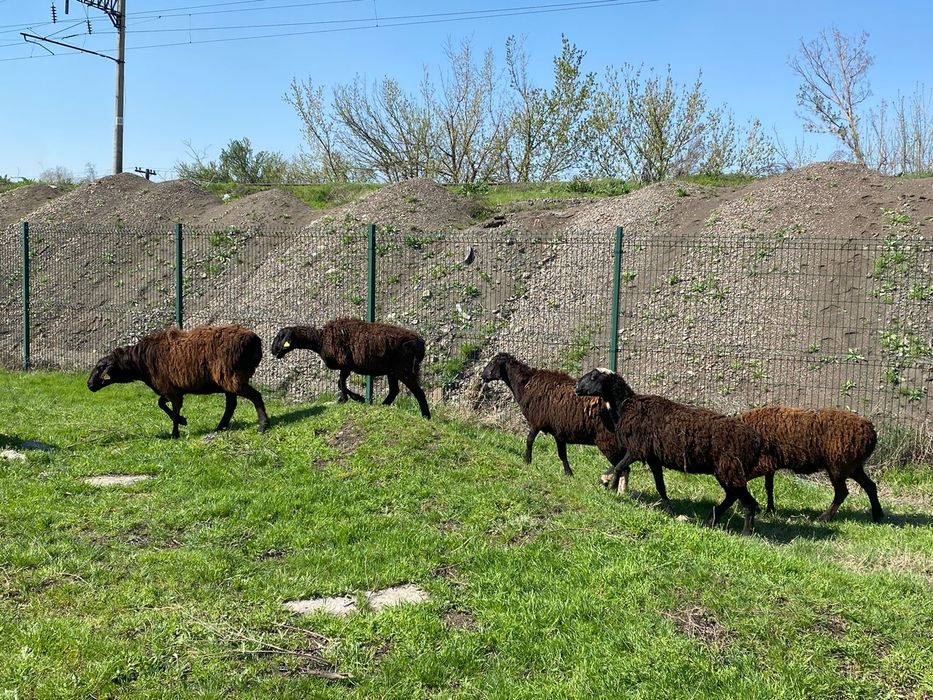 33 бас жаксы қой бар