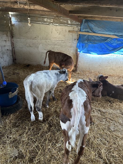 Vitei belga limuzin si baltata