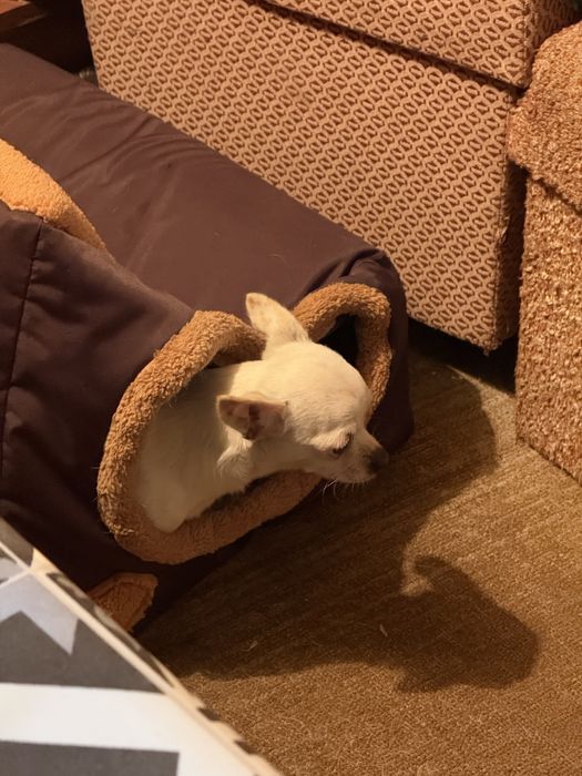 Чихуахуа женско на осем месеца