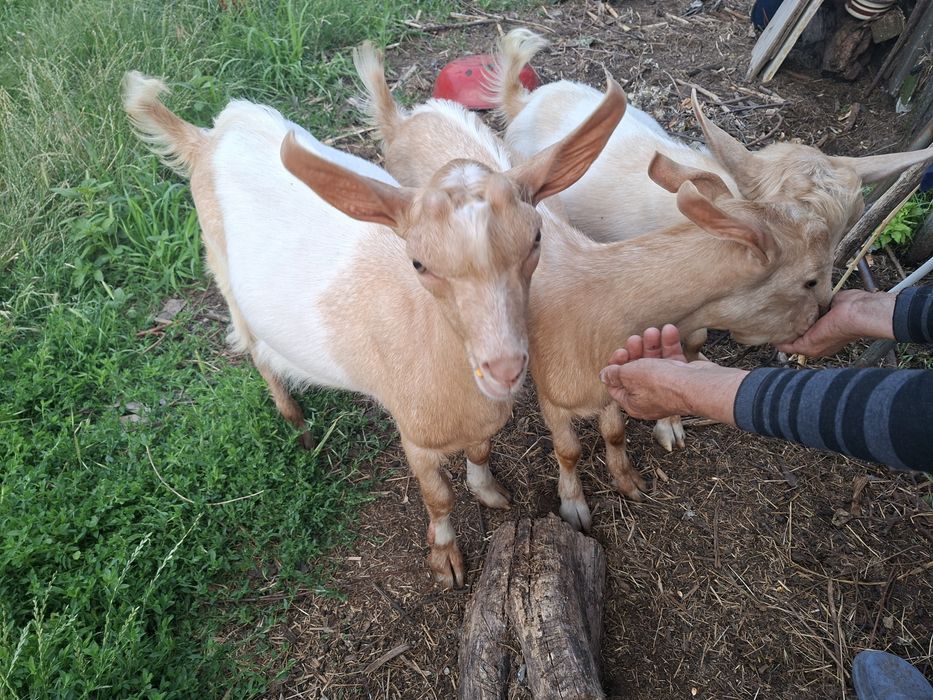 Vând 3 iezi(sau schimb unul dintre ei cu iadă)rasă foarte bună