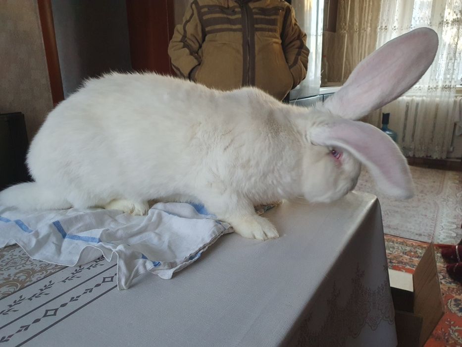 Породистые кролики