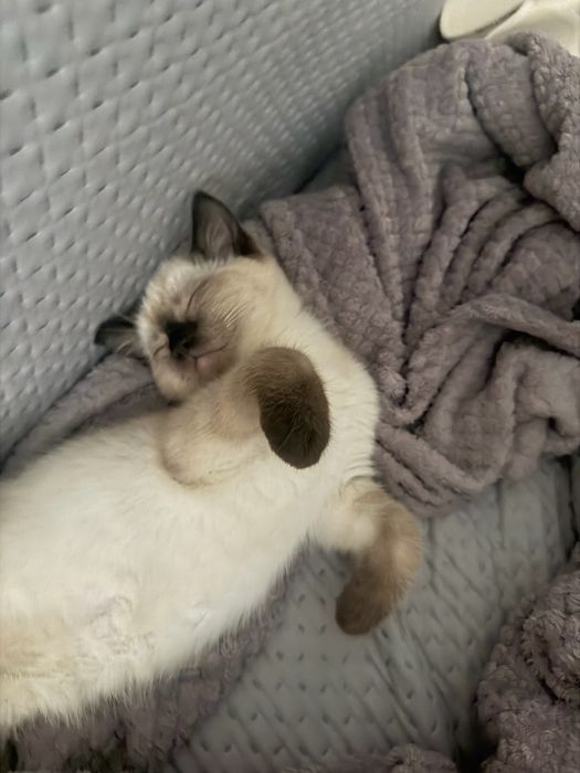 Отдадим котиков в добрые руки