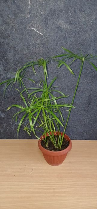 Комнатные растения от 2500