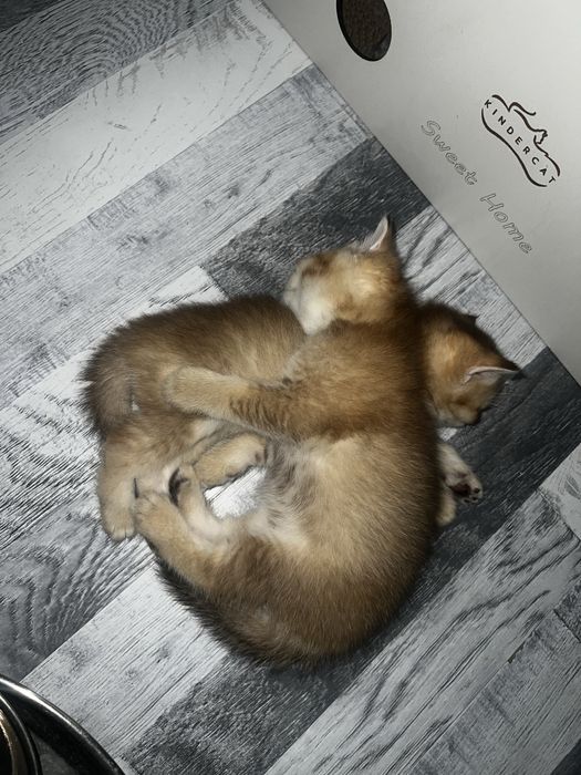 Scottish straight Scottish fold Chinchilla (Shinshilla) mushula sotila