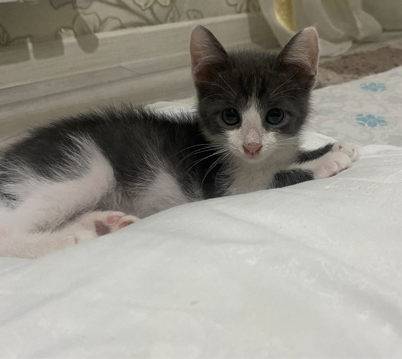 Котенок 7месяц;.