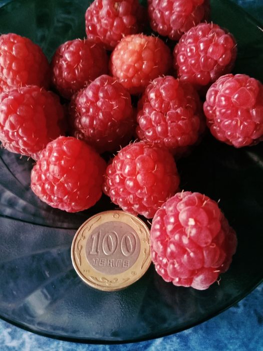 Саженцы чёрной смородины и малины