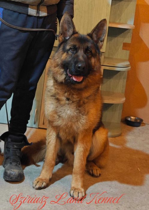 Ciobanesc German de la Canisa Autorizata