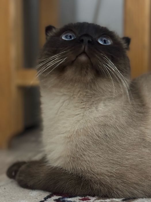 Сиамский Кот,Алматы