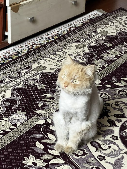 Кот породный бесплатно