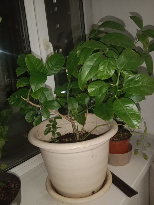 Продам цветы растения