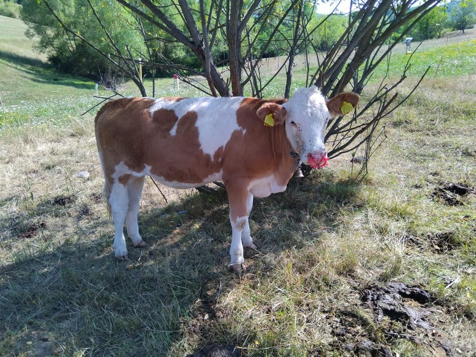 Disponibile spre vânzare 5 vițele (2 montate) înscrise în COP. , linia carne!