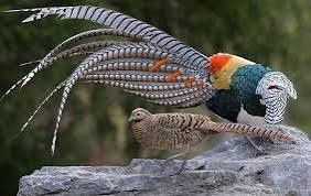 Фазан алмазный...