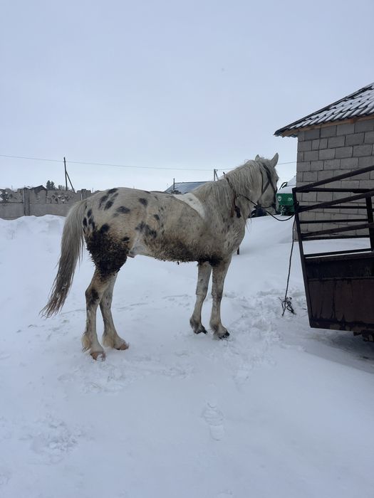 продам жеребца чубар