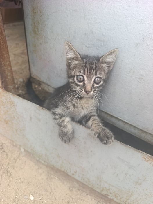 Маленький котик ищет дом