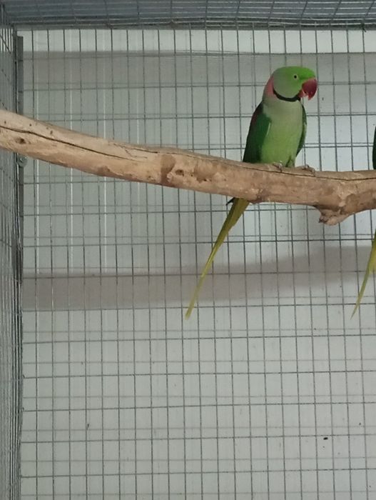 Papagal marele Alexandru