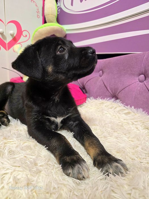 Девочка ищет дом