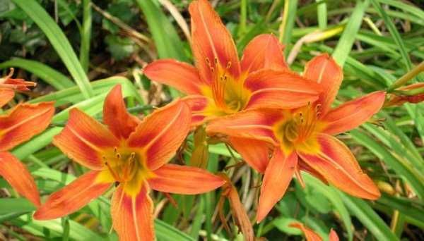 Саженцы ,многолетние цветы