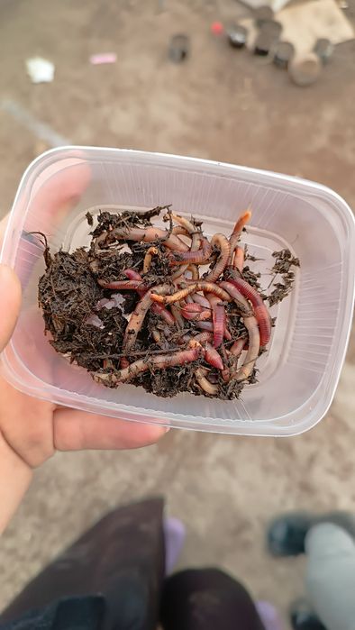 Черви навозные для рыбалки