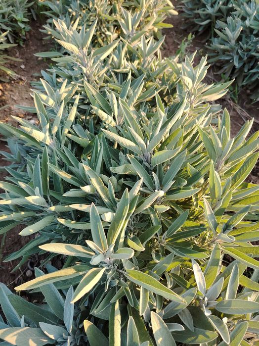 Ulei esențial Salvie - buletin de analize