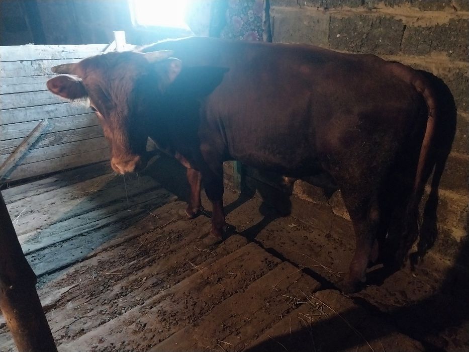 Бука сатылады семииииз