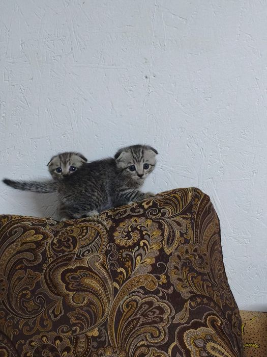 Котенок вислоухий