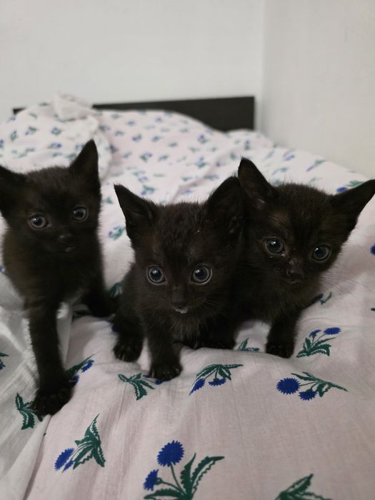 Котята в хорошие руки