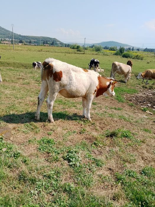 Vând vițică de un an