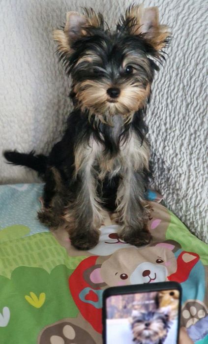 pui Yorkshire Terrier