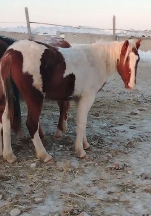 Оптом и в розницу на откорме  Биелер Тайлар