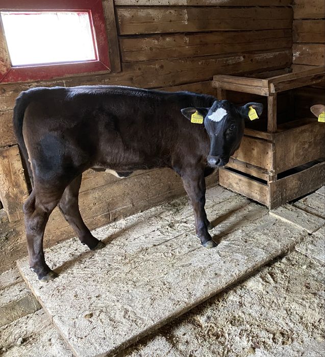 Vand Vitea Metis Angus
