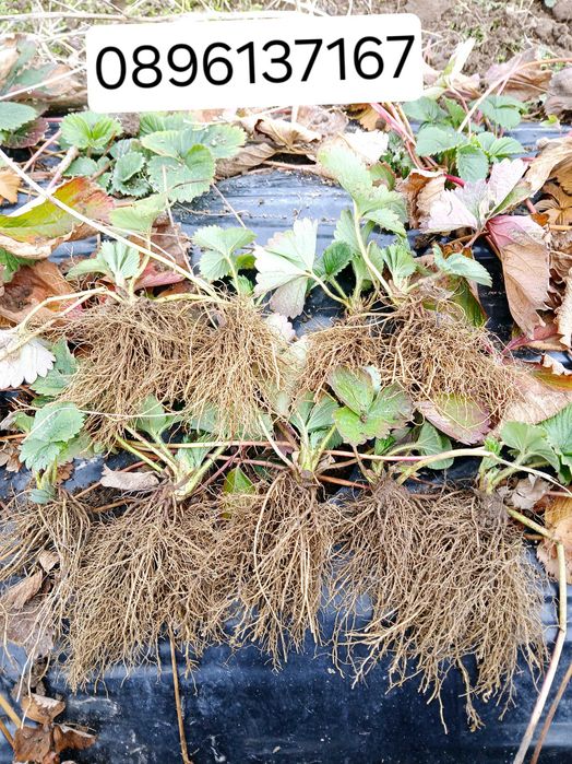 Продавам качествен Разсад ягоди